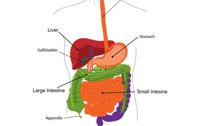 What happens to food in your body?