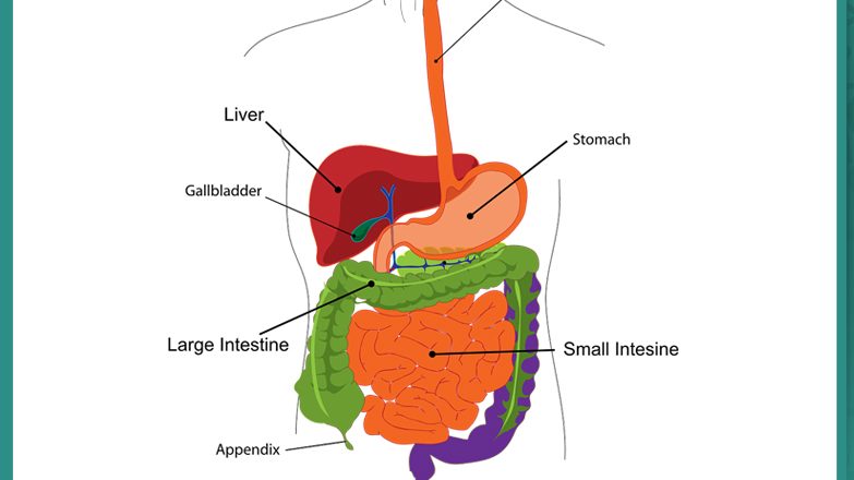 What happens to food in your body?