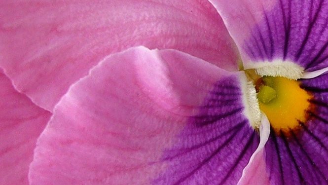 EMBRACING YOUR FEMININE, STEPPING INTO FLOW