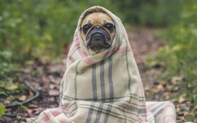 Episode #42: Traumatic Accidents & Surgery. Recover the wise woman way.