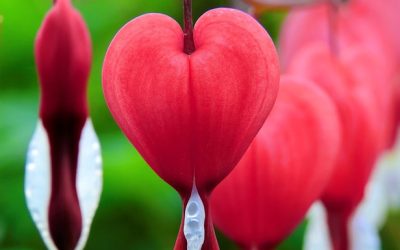 Episode #52: Solving the pelvic floor mystery