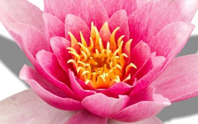 Episode #14. Midlife & Menopause: Portal of transformation