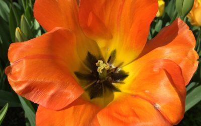 Episode #15. How to activate your sacred feminine